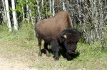 20140612_D7K_2548 (Northwest Territories)