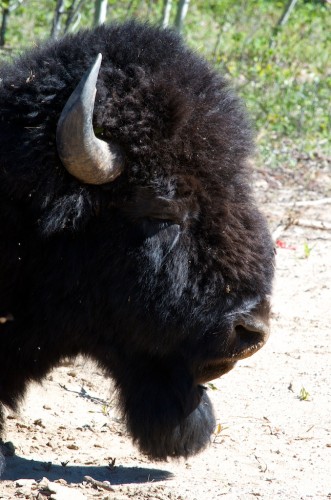 20140612_D7K_2689 (Northwest Territories)