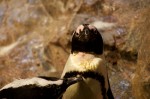 20140729_D7K_3476 (Day 3: New England Aquarium)