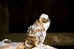 20140729_D7K_3483 (Day 3: New England Aquarium)