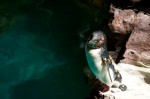 20140729_D7K_3498 (Day 3: New England Aquarium)