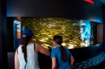 20140729_D7K_3534 (Day 3: New England Aquarium)