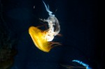 20140729_D7K_3548 (Day 3: New England Aquarium)