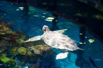 20140729_D7K_3558 (Day 3: New England Aquarium)