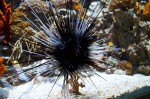 20140729_D7K_3559 (Day 3: New England Aquarium)