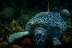 20140729_D7K_3562 (Day 3: New England Aquarium)