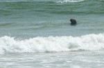 20140731_D7K_3756 (Day 5: Marconi Beach)