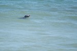 20140731_D7K_3776 (Day 5: Marconi Beach)