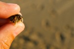 20140731_D7K_3808 (Day 5: Marconi Beach)