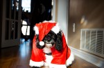 20141221_D7K_5245 (Christmas Chloe)