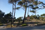 20150415_P1020719 (Pacific Grove)