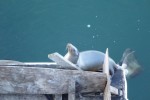 20150415_P1020732 (Pacific Grove)