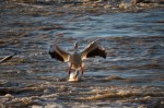 20150526_D7K_6120 (If Only Work Didn’t Get In The Way)