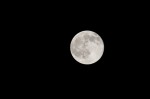 20150602_D7K_6358 (More Backyard Photos)