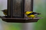 20150607_D7K_6375 (More Backyard Photos)