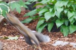 Click to enlarge photos (Backyard Squirrels)