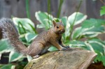 Click to enlarge photos (Backyard Squirrels)
