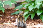 Click to enlarge photos (Backyard Squirrels)