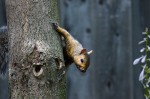 Click to enlarge photos (Backyard Squirrels)