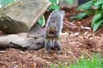 Click to enlarge photos (Backyard Squirrels)