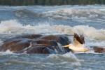 Click to enlarge photos (Northern Saskatchewan and NWT Trip)