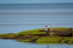Click to enlarge photos (Day 2: Beachcombing and Lobster Dinner)