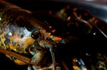 Click to enlarge photos (Day 2: Beachcombing and Lobster Dinner)