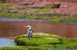 Click to enlarge photos (Day 3: Herons, Mosquitos and Lighthouses)