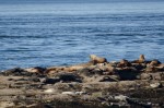 20160316-D7K_0087 (Saturna Island)
