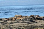 20160316-D7K_0112 (Saturna Island)