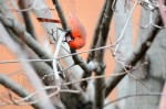 20160410-D7K_0339 (Backyard Birding)
