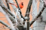 20160410-D7K_0340 (Backyard Birding)
