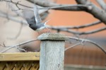 20160410-D7K_0343 (Backyard Birding)