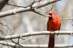 20160417-D7K_0411 (We Need a Bird Feeder)