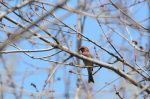 20160417-D7K_0421 (We Need a Bird Feeder)