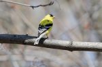 20160417-D7K_0426 (We Need a Bird Feeder)