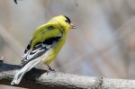 20160417-D7K_0428 (We Need a Bird Feeder)