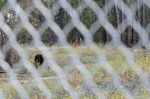 20160517-D7K_1269 (Bear Country)