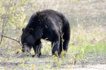 20160517-D7K_1270 (Bear Country)