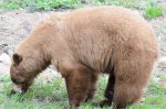 20160518-D7K_1393 (Bear Country)