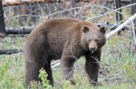 20160519-D7K_1436 (Bear Country)