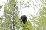20160519-D7K_1451 (Bear Country)