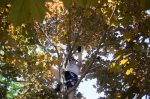 20160523-D7K_1502 (Tree Service)