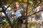 20160523-D7K_1504 (Tree Service)
