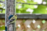 20160608-D7K_1696 (New Neighbourhood Feeder)
