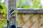20160608-D7K_1697 (New Neighbourhood Feeder)