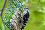 20160702-D7K_2107 (Downy Woodpecker)