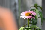 20160707-D7K_2164 (Enjoying the Hot Weather?)