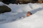 20170102-D7K_3699 (Backyard House Finches)