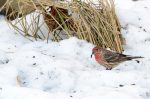 20170102-D7K_3702 (Backyard House Finches)